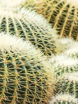Group of round cacti Stock Photos