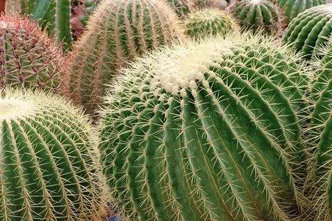 Group of round cactuses Stock Photos