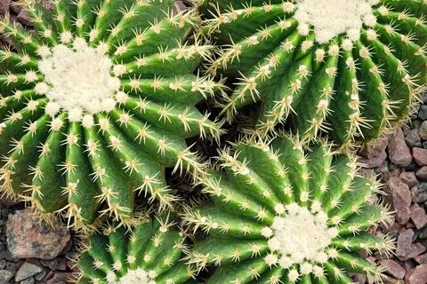 Group of round cactuses Stock Photos