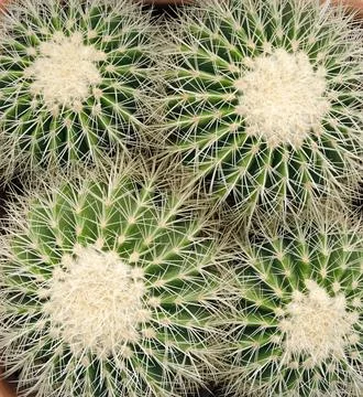 Group of round cactuses Stock Photos