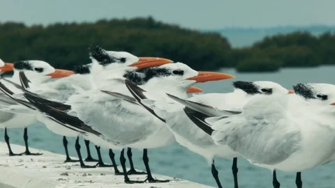 A Group of Royal Tern birds in Keys, Florida Stock Footage