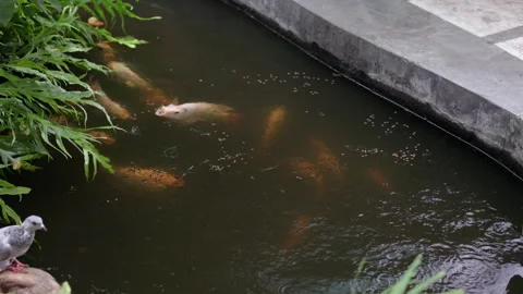 A group of Ruby fish are eating food in the pond. 库存影片 249675912