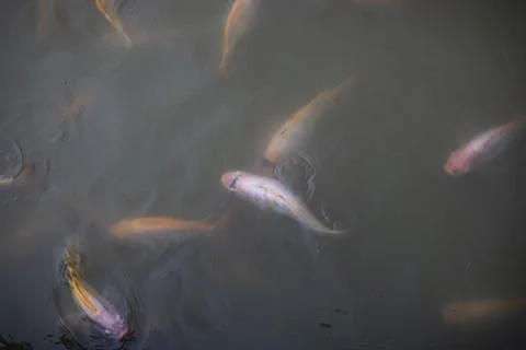 Group Of Ruby Fish Waiting To Be Fed Stock Photos
