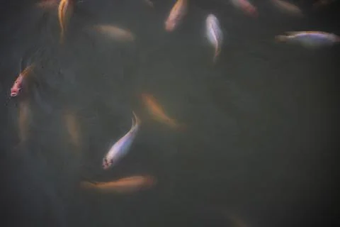 Group Of Ruby Fish Waiting To Be Fed 스톡 사진