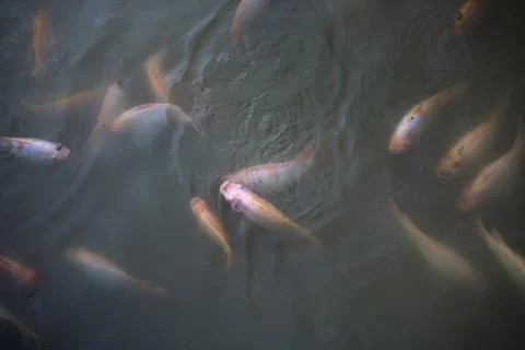 Group Of Ruby Fish Waiting To Be Fed Stock-Fotos