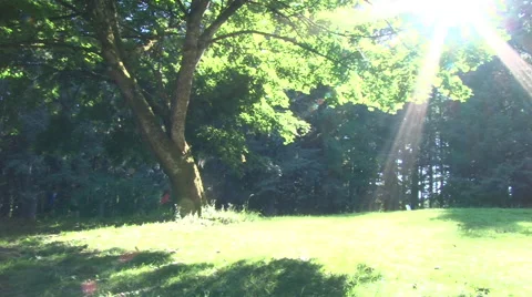 Group of Runners in Forest Stock Footage 44338976