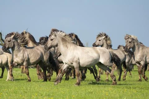 Group of running wild konik horses on a sunny day with blue sky and green gra Stock Photos
