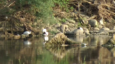 Group of sacred ibis feeding up. Stock Footage 153277846