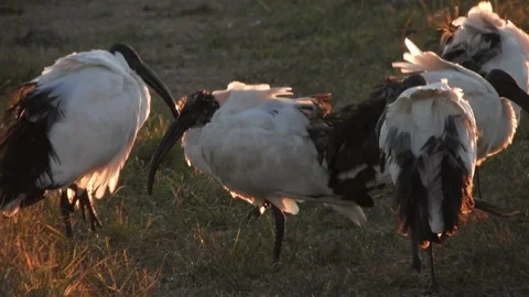 Group of Sacred Ibises in the wind at dawn - Italian nature 4K Stock Footage 147442401