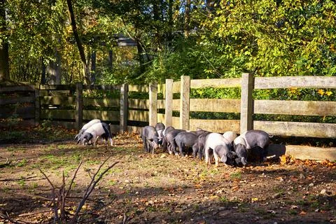 Group of saddleback pig piglets Foto stock
