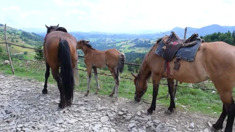 Group of saddled horses with a foal rest at the edge of a dirt road.  Stock Footage 304169682