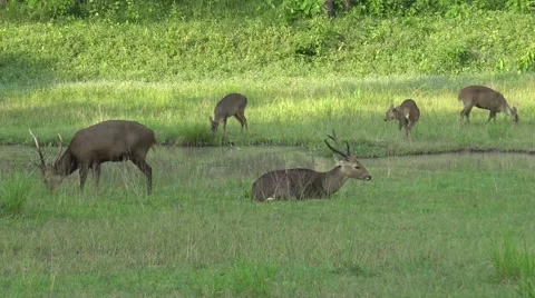 Group Sambar deer grazing grass in the forest. Stock Footage 56507445