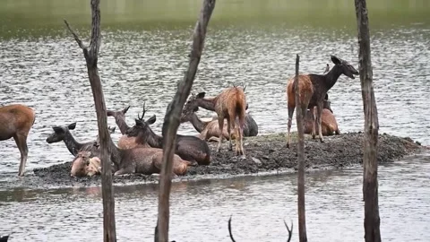 Group of Sambar deer sitting on an island situated in a lake in the jungle Stock Footage 244970324
