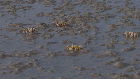 Group of sand bubbler crabs foraging on a muddy beach, Socotra island Video stock 335218947