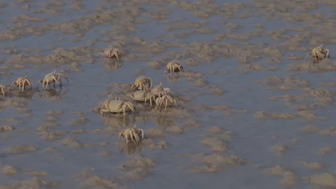 Group of sand bubbler crabs walking on a muddy wetland, Socotra island 库存影片 335209607