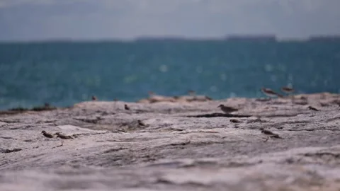 Group of Sanderling Seabirds On Rocks with Tide Pools Tropical Island B Roll Stock Footage 288038374