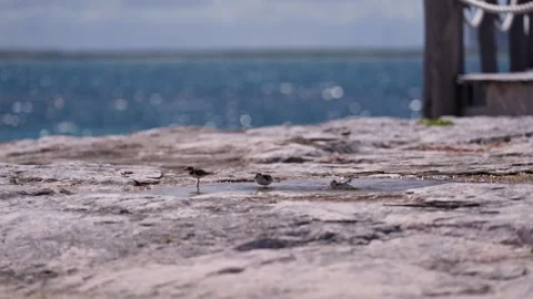 Group of Sanderling Seabirds On Rocks with Tide Pools Tropical Island B Roll Stock Footage 288038386