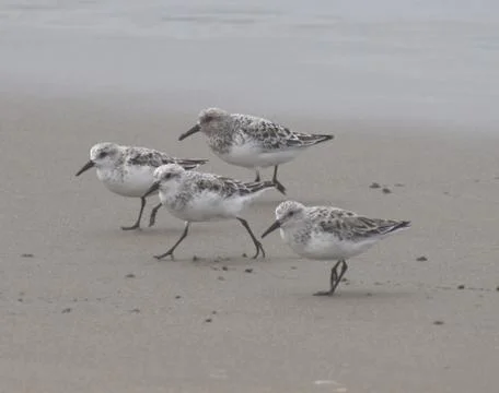 A group of sanderlings on the beach Stock Photos