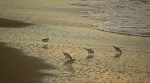 Group of sanderlings at feeding time 스톡 동영상 358324