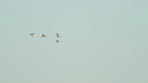 GROUP OF SANDHILL CRANE FLYING Stock Footage 289913722