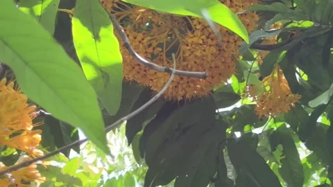 Group of Saraca flower hanging on branch . Ashok tree.Yellow petals. Video stock 327355902