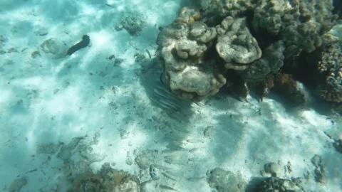 A group of school Threespot Wrasse fish gathering in shallow calm lagoon of turq Stock Footage 244116431