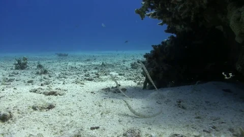 Group of schultz`s pipefish Video stock 76156014