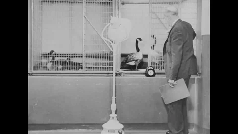 A group of scientists carry research on ducks in the laboratory - 1940 Stock Footage 101722885