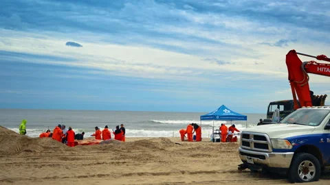 Group of scientists in orange suits work near the dead whale at the beach. Stock Footage 333844072