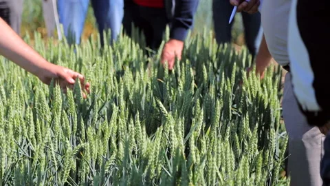 Group of scientists is studying the growth of wheat varieties in the Video stock 91163631