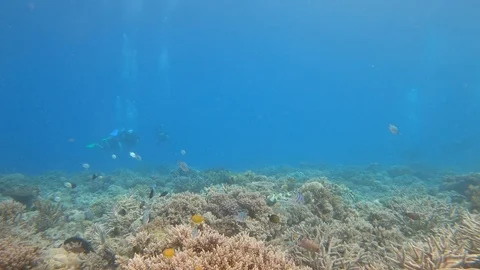 Group of scuba divers diving on the Great Barrier Reef in Australia Stock Footage 93769043
