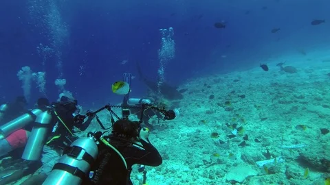 Group of scuba divers look and photographing a Tiger Shark - Galeocerdo cuvier, Stock Footage 89619304