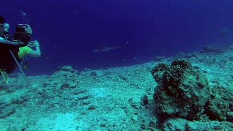 Group of scuba divers look and photographing a Tiger Shark - Galeocerdo cuvier, Vidéo 89619327