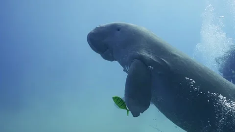 Group of scuba divers look at Sea Cow Dugong dugon swimming next to them in blue Vídeos de archivo 246741935