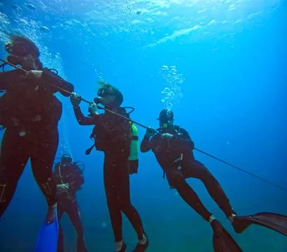 A group of scuba divers rises to the surface, holding on to a stretched rope Stock Photos