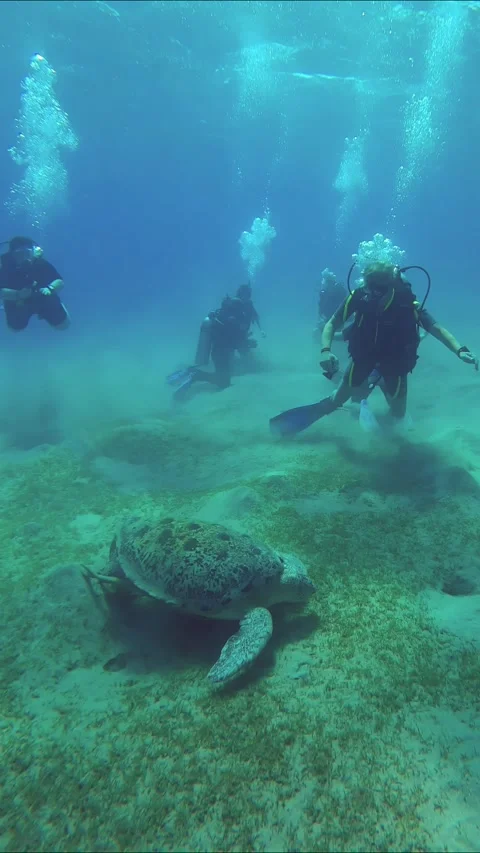 Group of scuba divers sit on seabed and look at the sea turtle Stock Footage 257324232