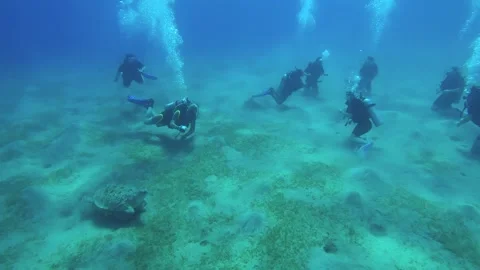 Group of scuba divers sit on the seabed and look at on Sea turtle Stock Footage 257324289