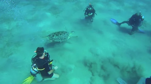 Group of scuba divers sit on the seabed and look at on Sea turtle Stock Footage 257324469