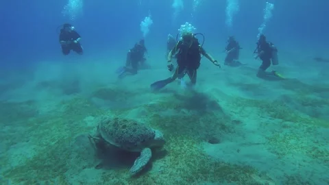 Group of scuba divers sit on the seabed and look at on Sea turtle Stock Footage 262060023