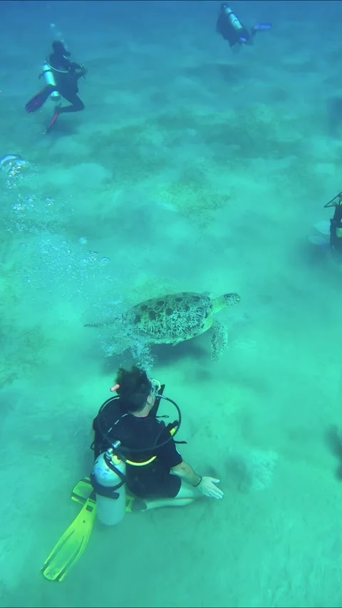 Group of scuba divers sit on seabed and look at the sea turtle Stock Footage 271338940