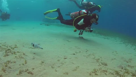 Group of scuba divers swimming between corals at coral reef Stock Footage 130312385