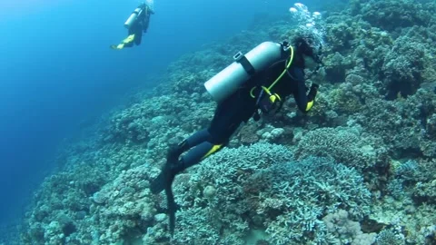 Group of scuba divers swimming between corals at coral reef Stock Footage 176715660