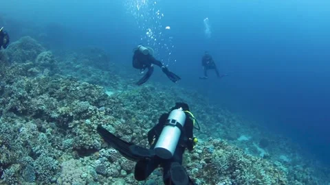 Group of scuba divers swimming between corals at coral reef. Stock Footage 194790141