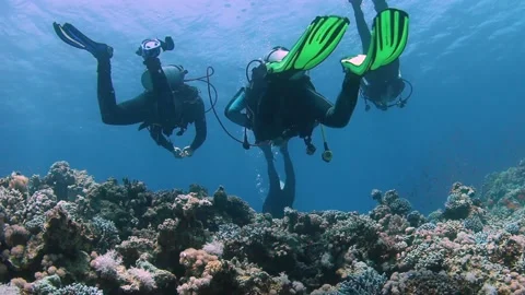 Group of scuba divers swimming between corals at coral reef Stock Footage 199434518