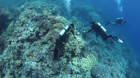 Group of scuba divers swimming between corals at coral reef Stock Footage 199434546