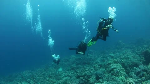 Group of scuba divers swimming between corals at coral reef Stock Footage 236491601