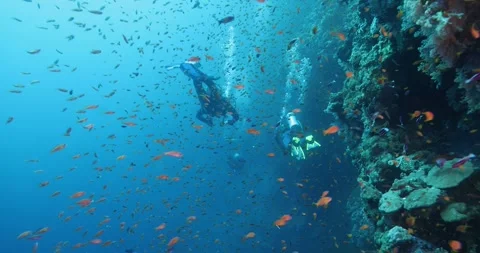 Group of scuba divers swimming between red fish at coral reef Stock Footage 281619942