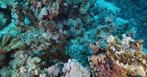 Group of scuba divers swimming between corals at coral reef Stock Footage 327279376