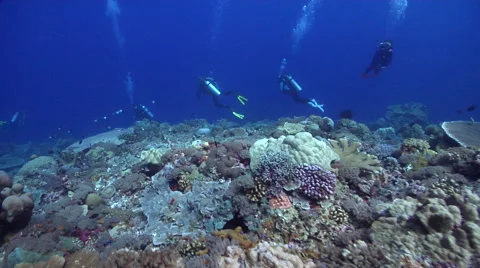 Group of scuba divers swimming on shallow coral reef in Solomon Islands, HD, Stock Footage 62220060