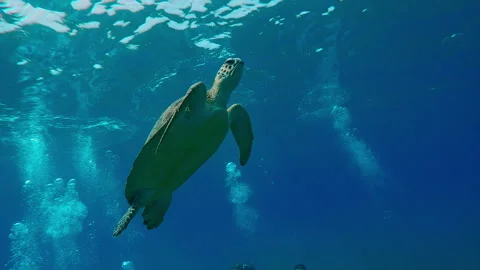 Group of scuba divers watch and filming Sea Turtle swimming upward Vídeos de archivo 293670835